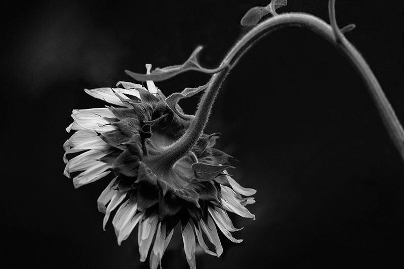 Early Morning Sunflower with Head Bowed