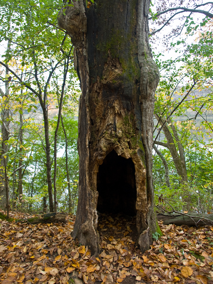 Picture of a big hole in the side of a hollow tree.