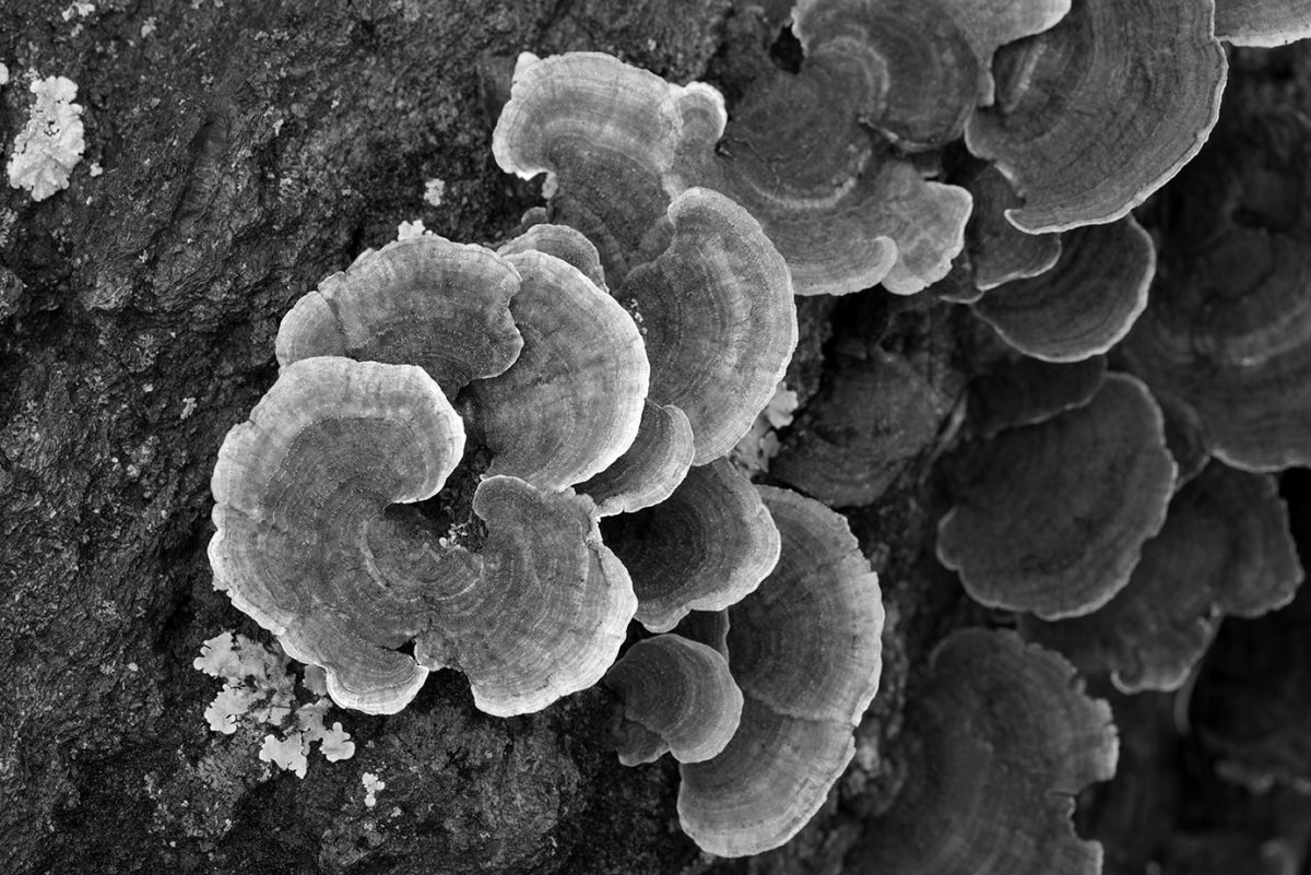 Fungus on a Fallen Tree, a black and white photograph by Keith Dotson