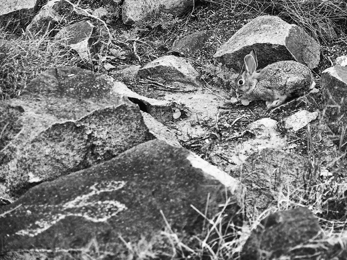 picture of a rabbit and rabbit petroglyph at three rivers petroglyph site in new mexico