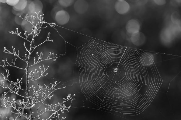Spider web catching morning sun, a black and white photograph by Keith Dotson