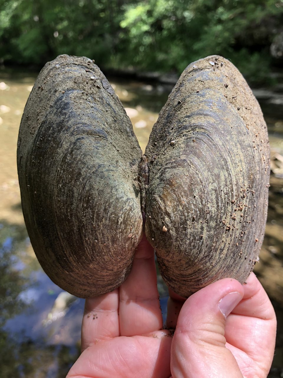 The river provides treats for local raccoons and for intrepid photographers, like this complete shell for a very large fresh-water clam I discovered on the riverbank.