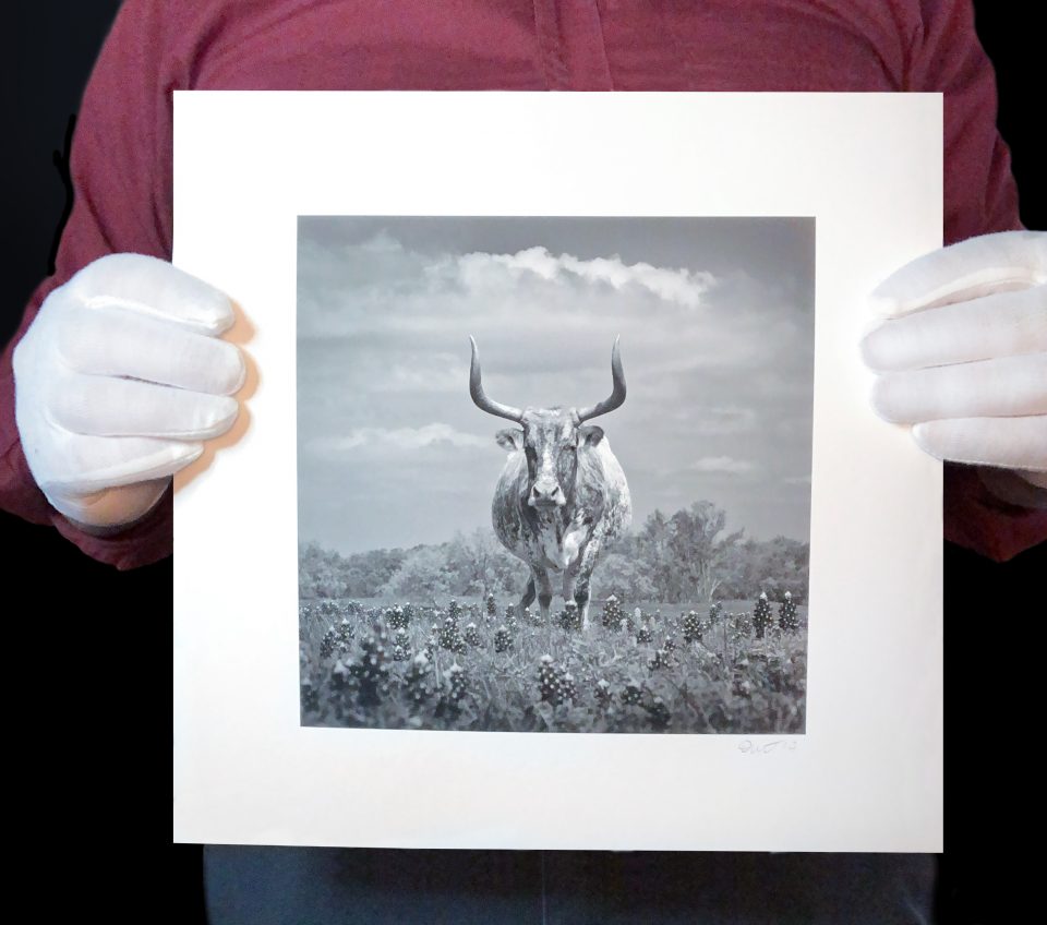 Photographer Keith Dotson holds a new print of his image of an old Texas longhorn.