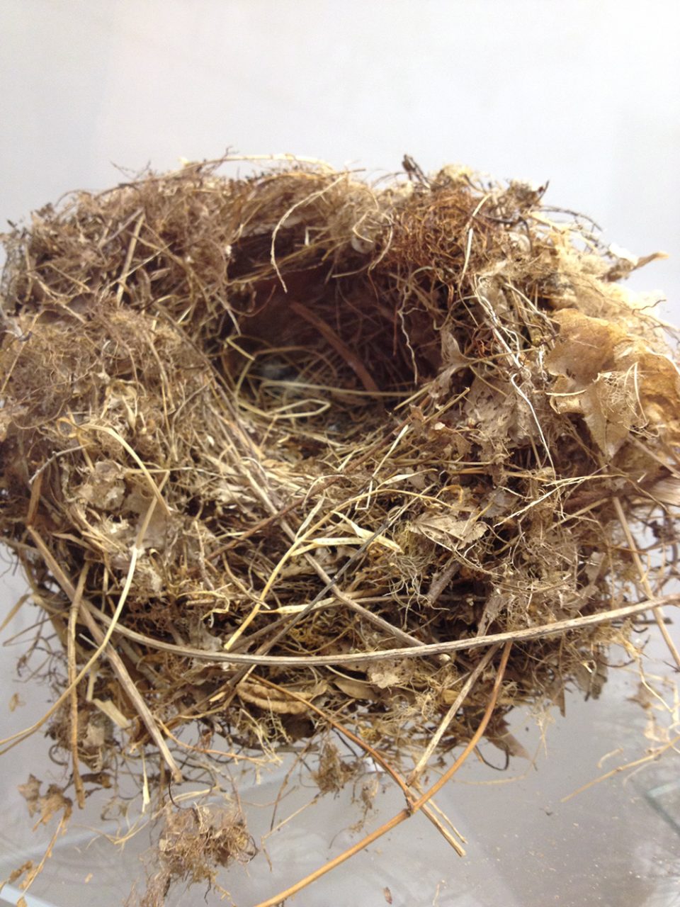 The visitor center at Dunbar Cave State Park was a bath house when the area was a tourist resort. Now it contains a free museum with artifacts from the cave and region, including a selection of bird nests like this one.