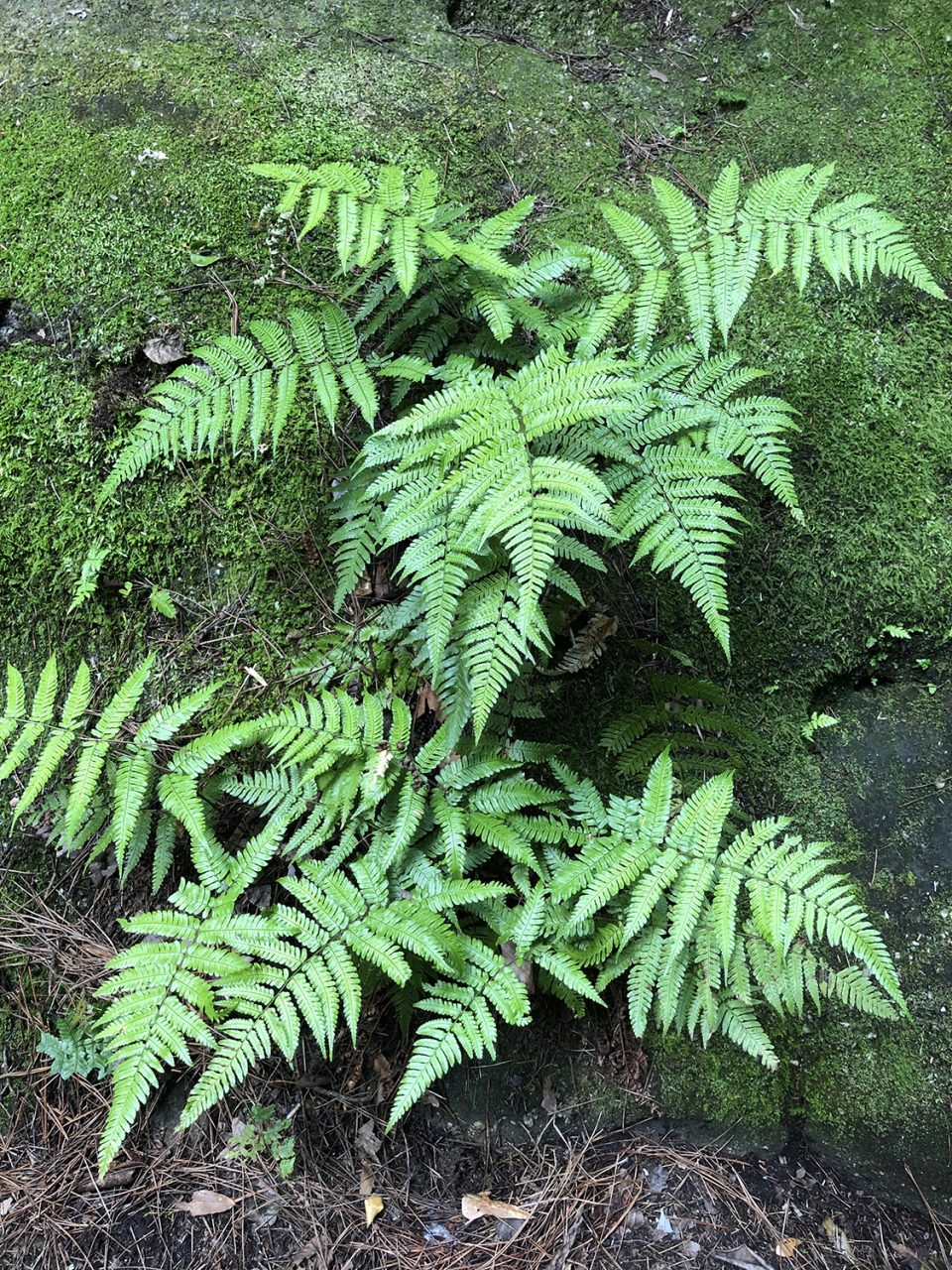 Ferns growing in the shade of the forest. Copyright Keith Dotson, 2019.