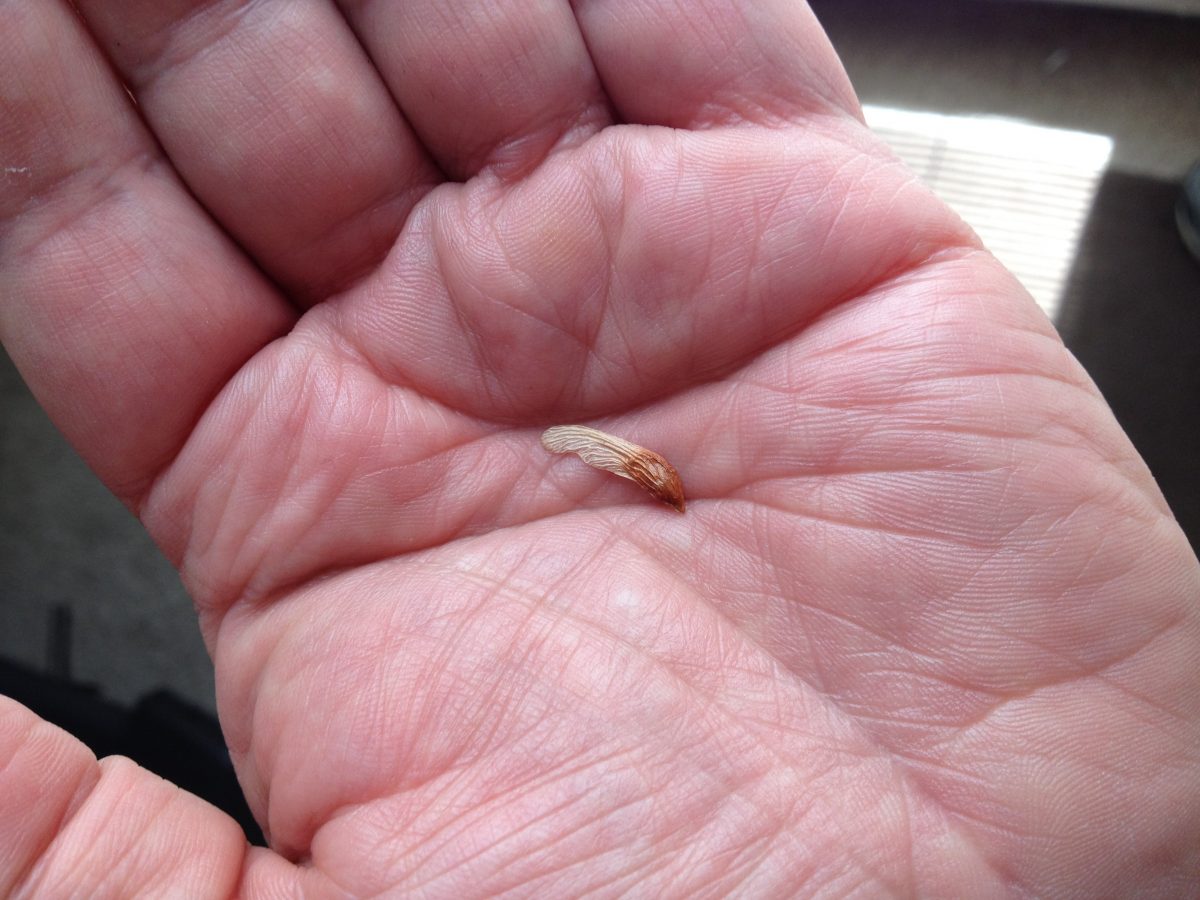 Photograph of a tiny seed wing in the palm of my hand