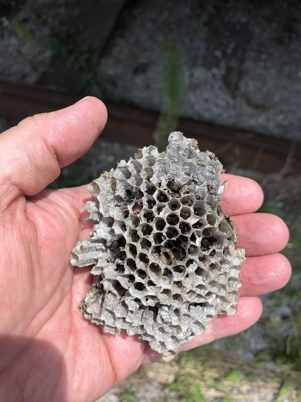 Bonus: I found this abandoned treasure -- a wasp nest -- laying on the tracks. It came home for further photographic exploration later.