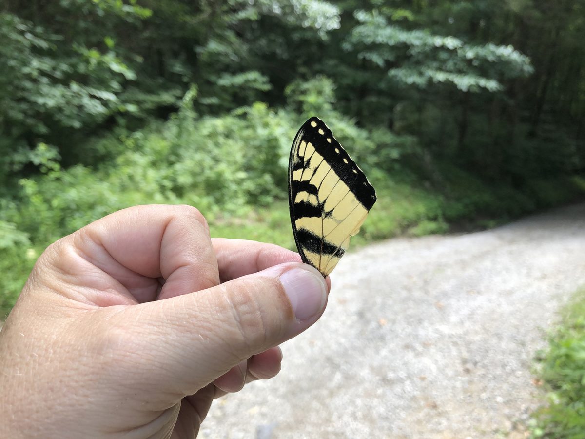 My hand holding a black and yellow butterfly wing found beside a stream