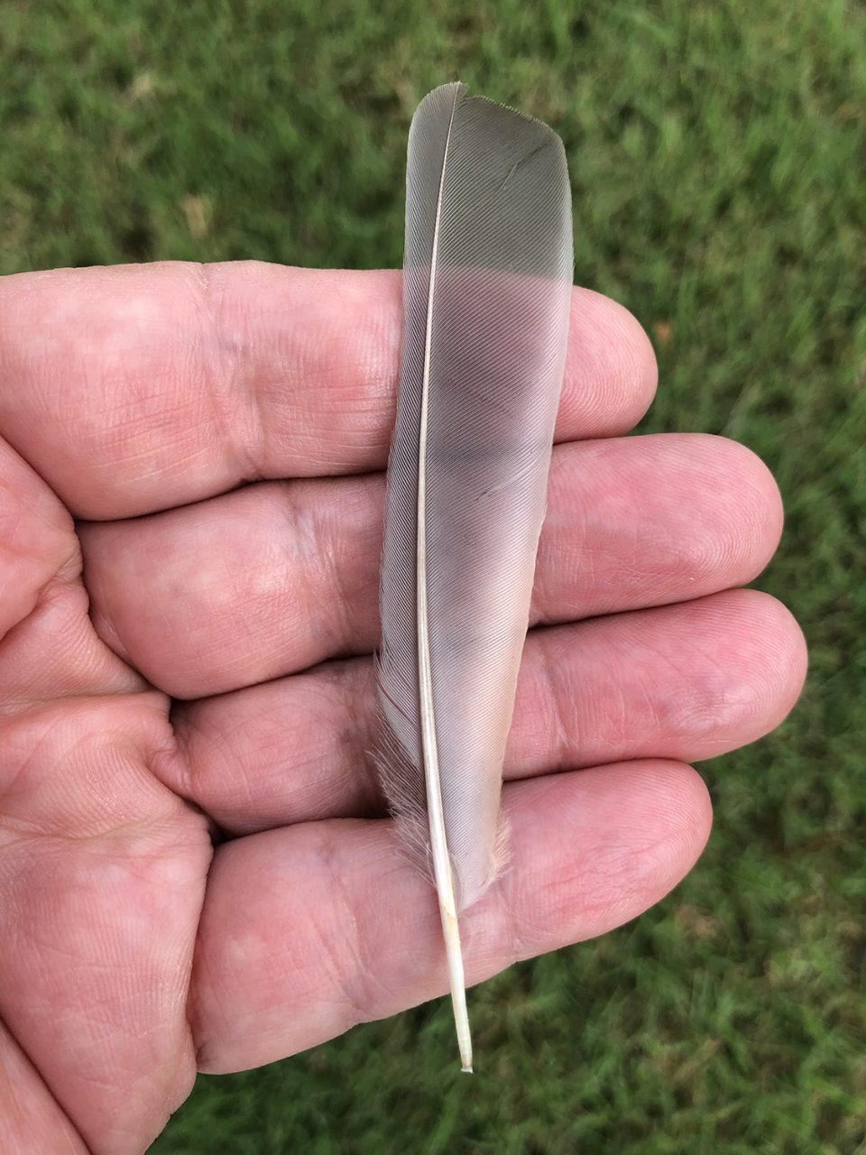 An appreciation of nature's perfect balance of beautiful design and efficiency -- a small translucent feather