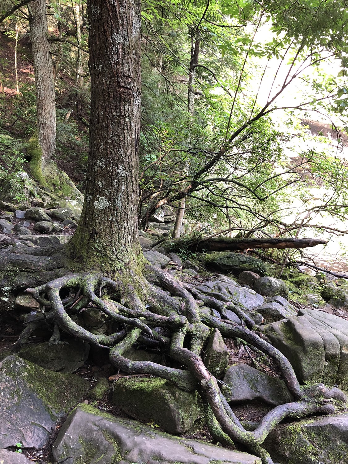 Landscape Photography: Roots, Rocks, and a Waterfall - Shadows and Light
