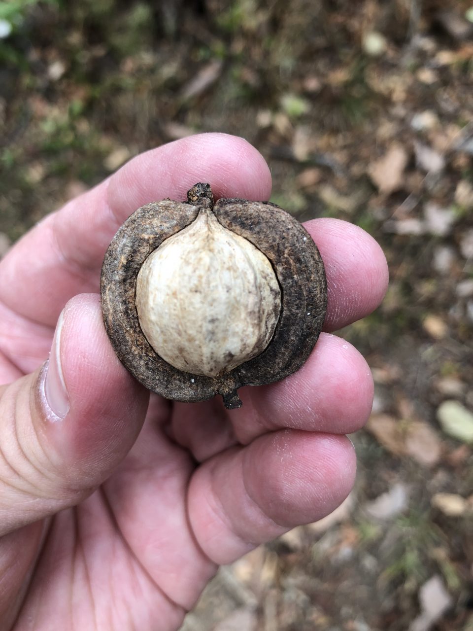 Keith Dotson's hand holding a nut found on the hiking trail