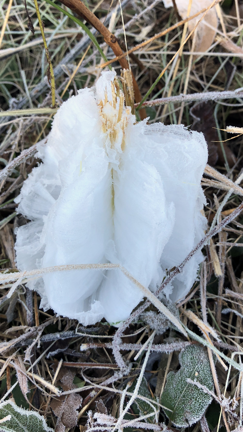 Frost flowers in Tennessee. Photograph shot on November 3, 2019. Copyright Keith Dotson.