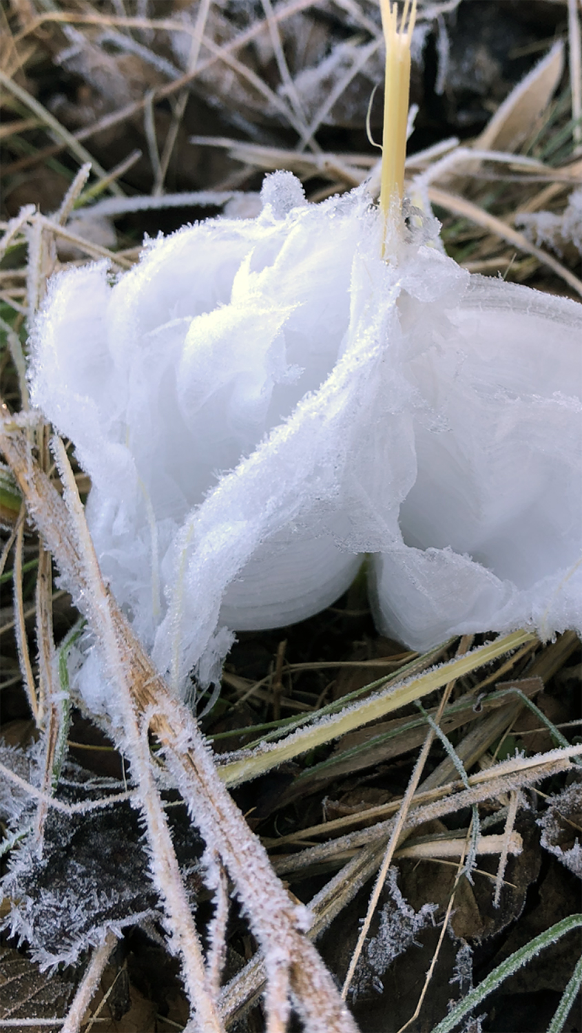 Frost flowers in Tennessee. Photograph shot on November 3, 2019. Copyright Keith Dotson.