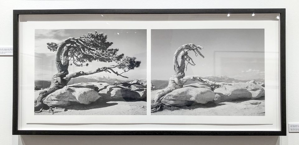 LEFT: Ansel Adams, Jeffrey Pine, Sentinel Dome, Yosemite National Park, California, c. 1940 RIGHT: Mark Klett and Byron Wolfe, The trunk of the Jeffrey Pine, killed by drought, Sentinel Dome, 2002