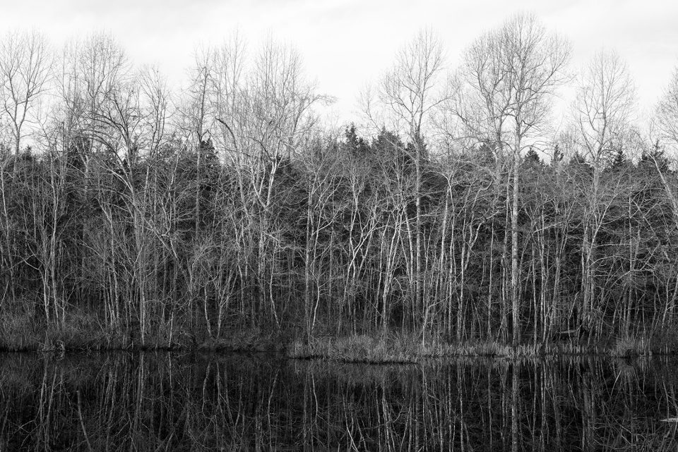 Black and white photograph of morning light catching barren winter trees along the edge of a pond.