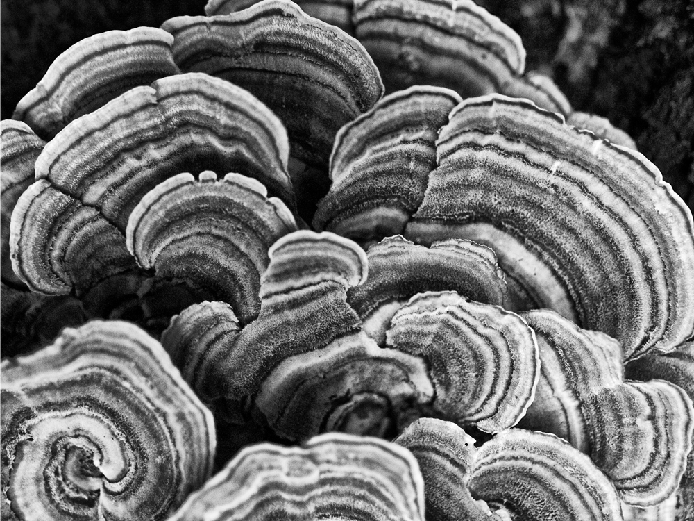 Tree fungus natural abstract photograph by Keith Dotson