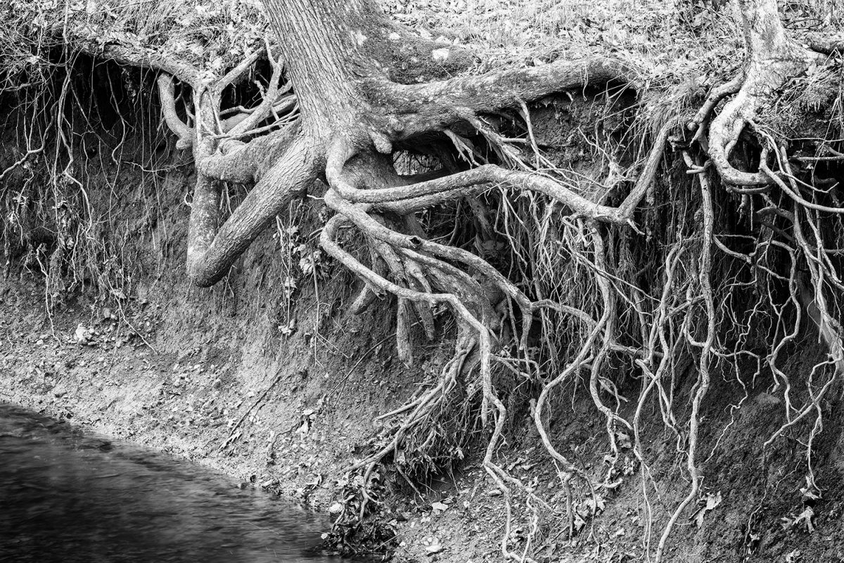 black and white photograph of epic tree roots in an eroded river bank