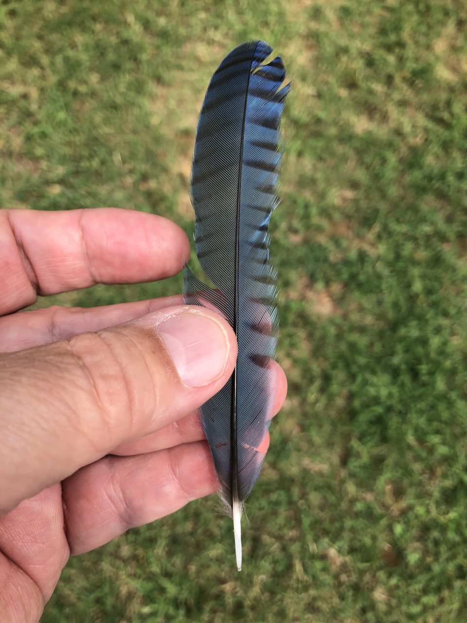 Found feather from a blue jay. Under federal law, this feather is protected and cannot be taken.