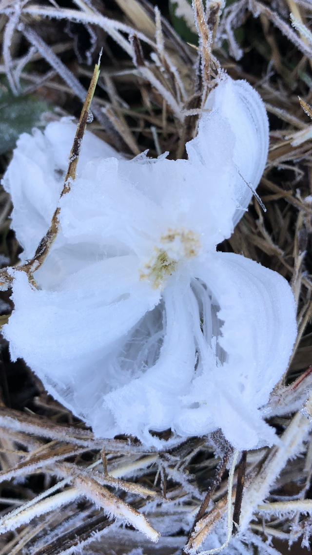 Some things, like this rare frost flower, can only be experienced early in the morning. This bizarre natural phenomenon occurs once per year at first freeze, and melts away when struck by the first rays of warming sunshine.