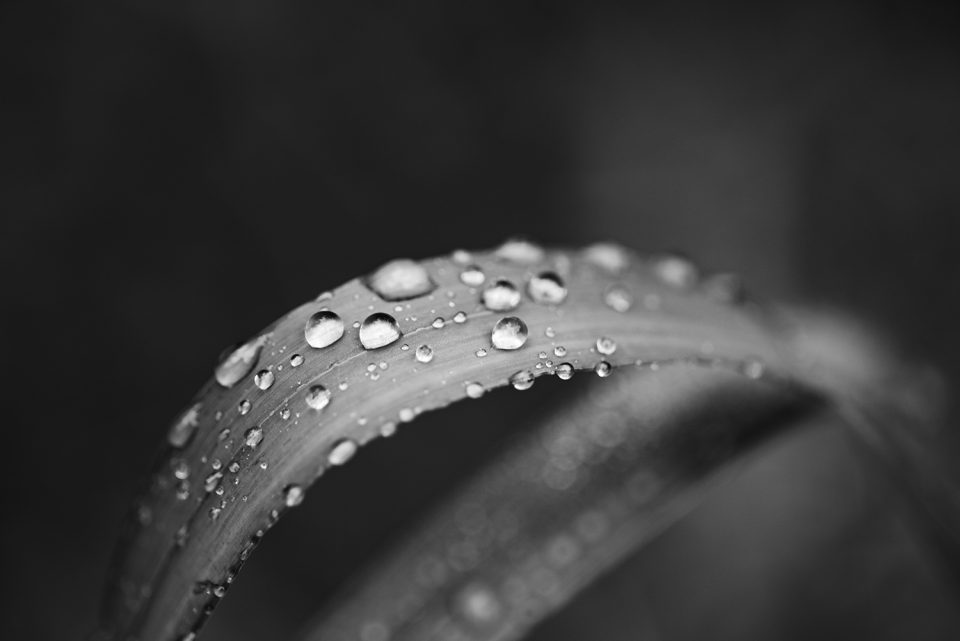 Black and white landscape photograph of a curved blade of grass with droplets of rain catching the sparkle of early morning light. Click to buy a fine art print.