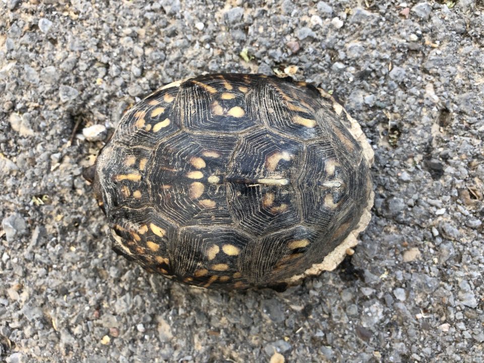 The shell of the Eastern Box turtle has distinctive markings.