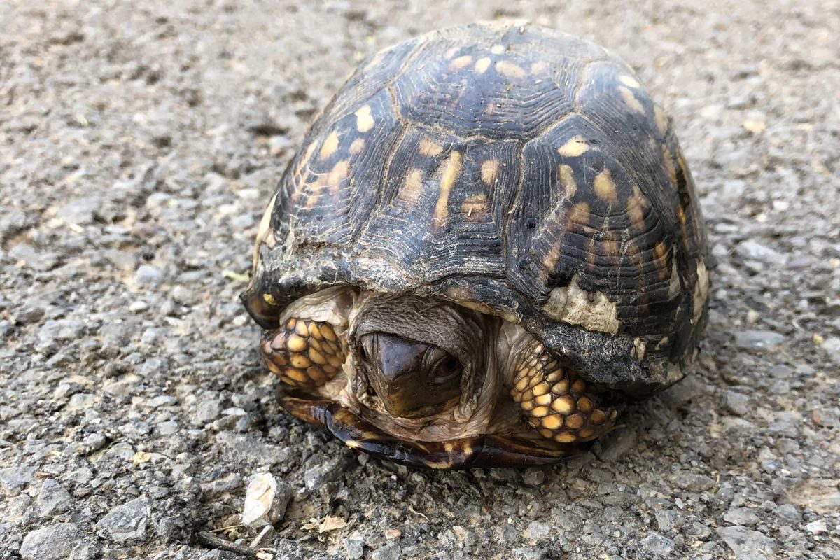 Picture of an eastern box turtle found on a hike and bike path in middle Tennessee.