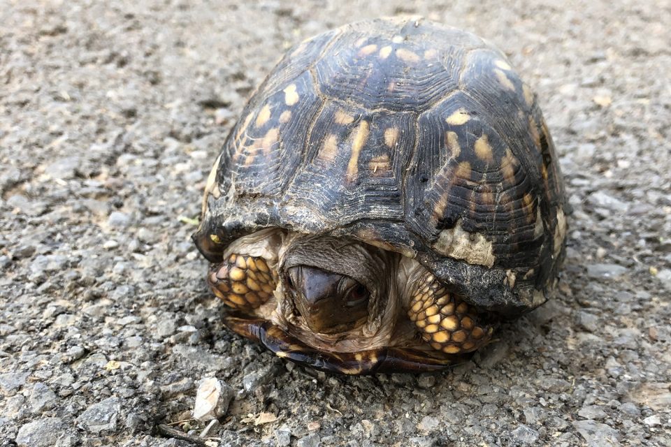 This eastern box turtle really wasn't in the mood for my up-close-and-personal photography style.