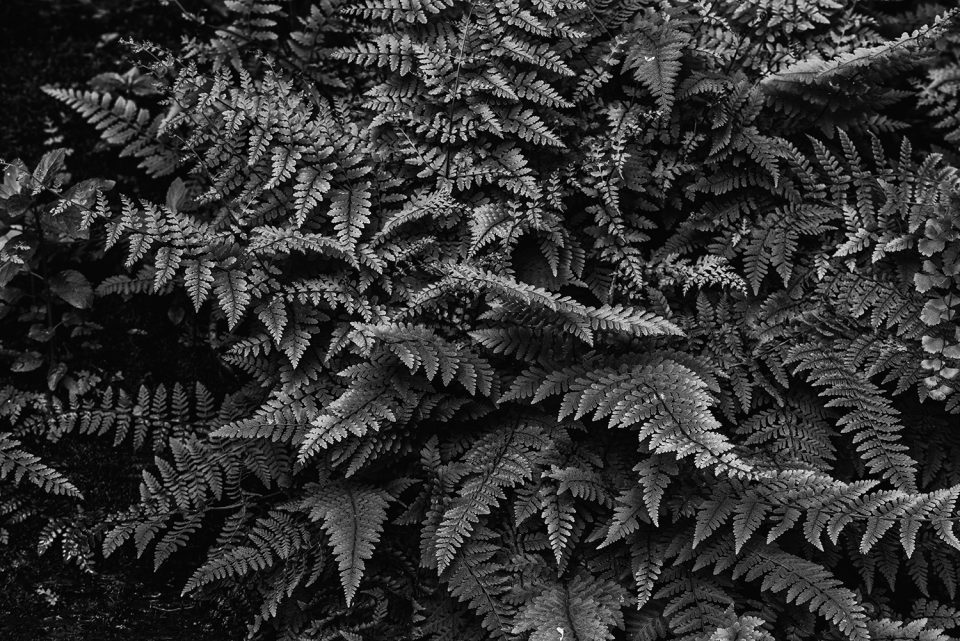 Black and white photograph of forest ferns by Keith Dotson. Click to buy a print.