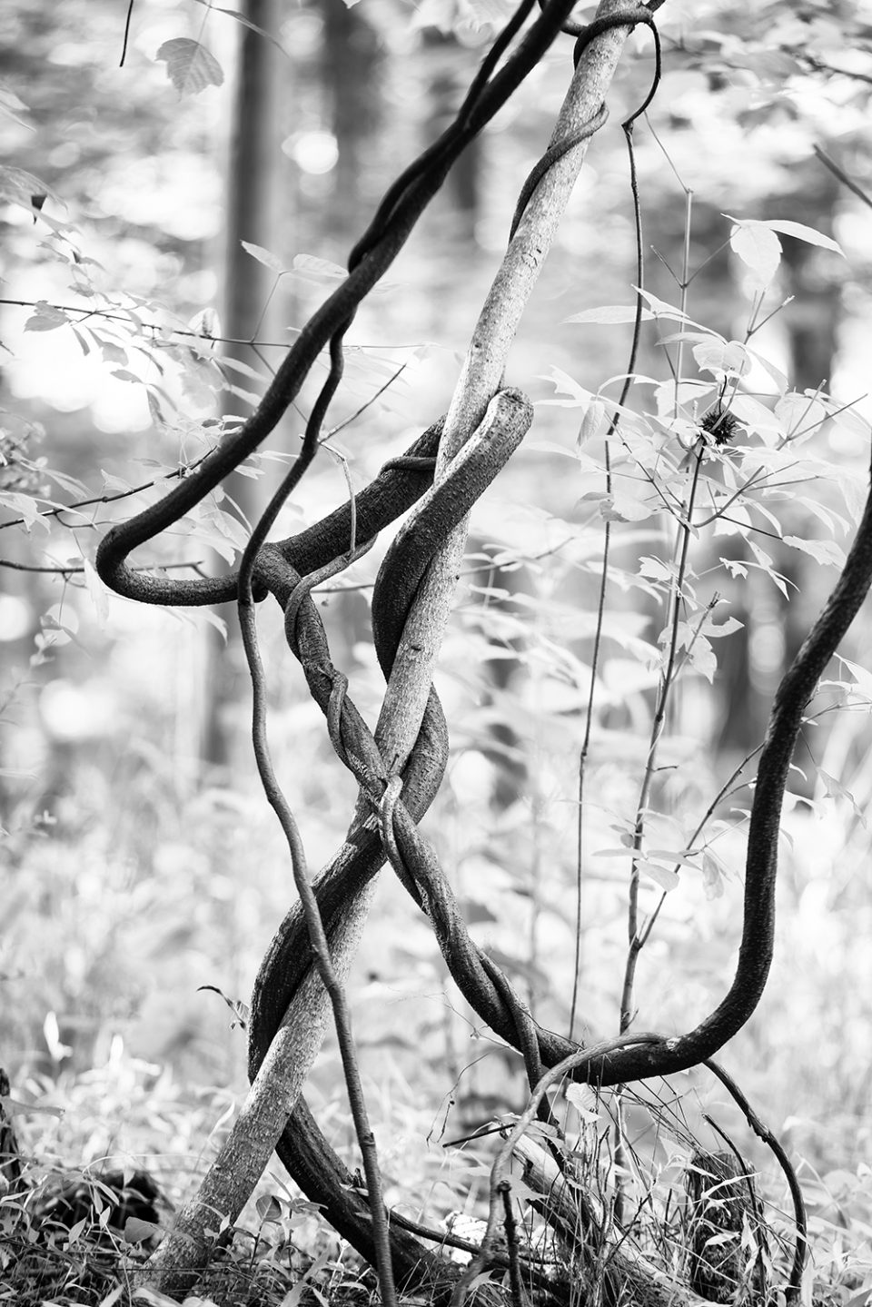 Knotted Vines, black and white photograph by Keith Dotson.