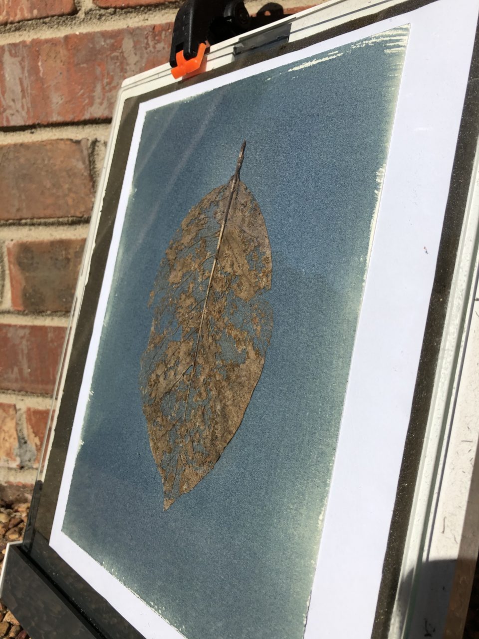 Watching my cyanotype leaf print develop in the sun. I left it in direct sunlight for about 3 - 4 minutes.