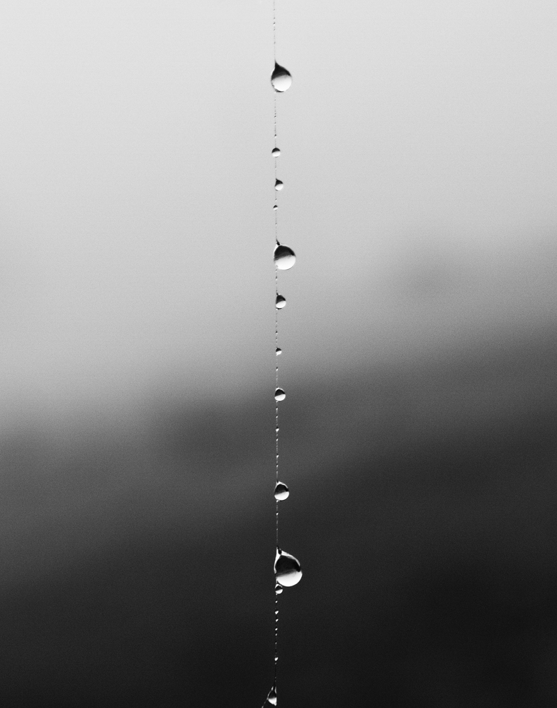 Black and white photograph of morning dew drops running down a spider silk