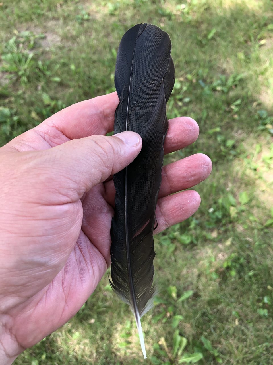 Blackbird feather found on the ground, where it was returned after this snapshot.