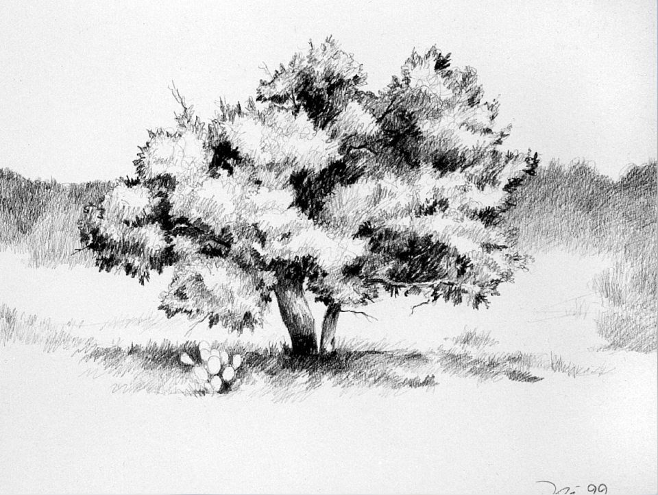 One of my pencil sketches, made in 1999, a landscape featuring a tree and prickly pear cactus.