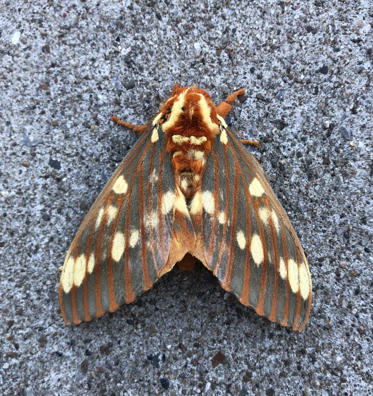 Royal Walnut Moth (Citheronia regalis)