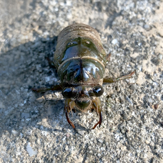 Cell phone snap shot of a recently emerged cicada nymph, walking across the sidewalk in search of a tree to climb. After climbing the tree, the cicada will shed its exoskeleton, ascend into the branches, and begin its distinctive mating song.