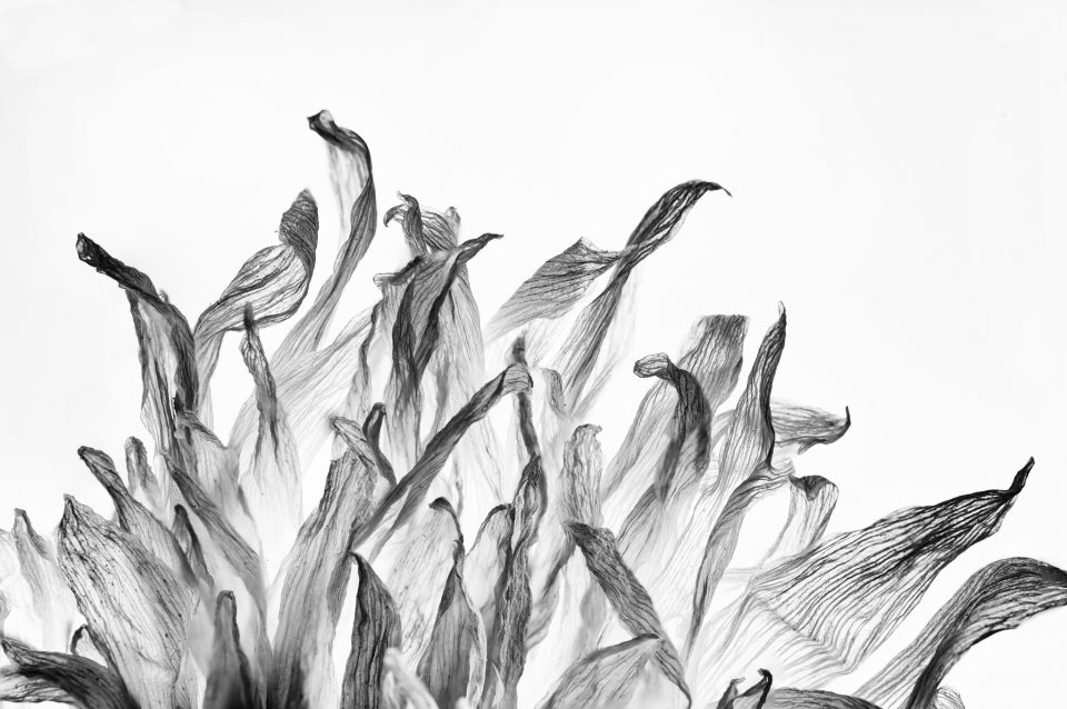 Old Flower Petals on a Backlight: Black and White Photograph by Keith Dotson. Buy a fine art print here.