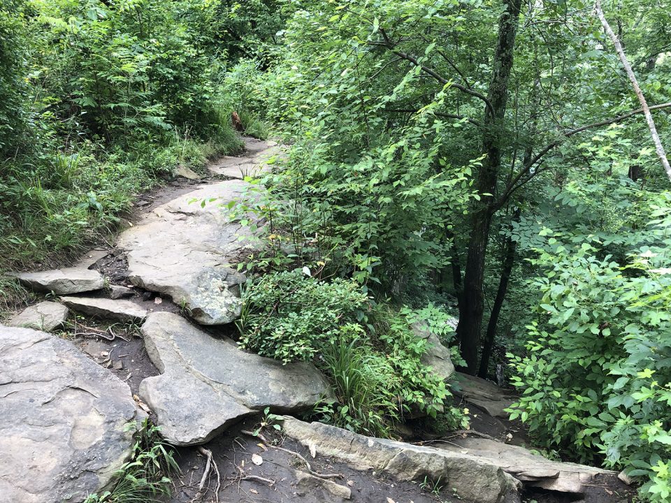 The view from the trail. To the left, staying on the upper trail; to the right, a rugged descent down to the river's edge. The rock shelter is just beside that tree trunk and beneath the rocks of the upper trail.