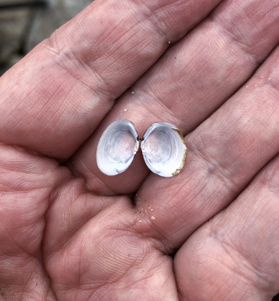 Tiny muscle shell found in the rocks along the river's edge.
