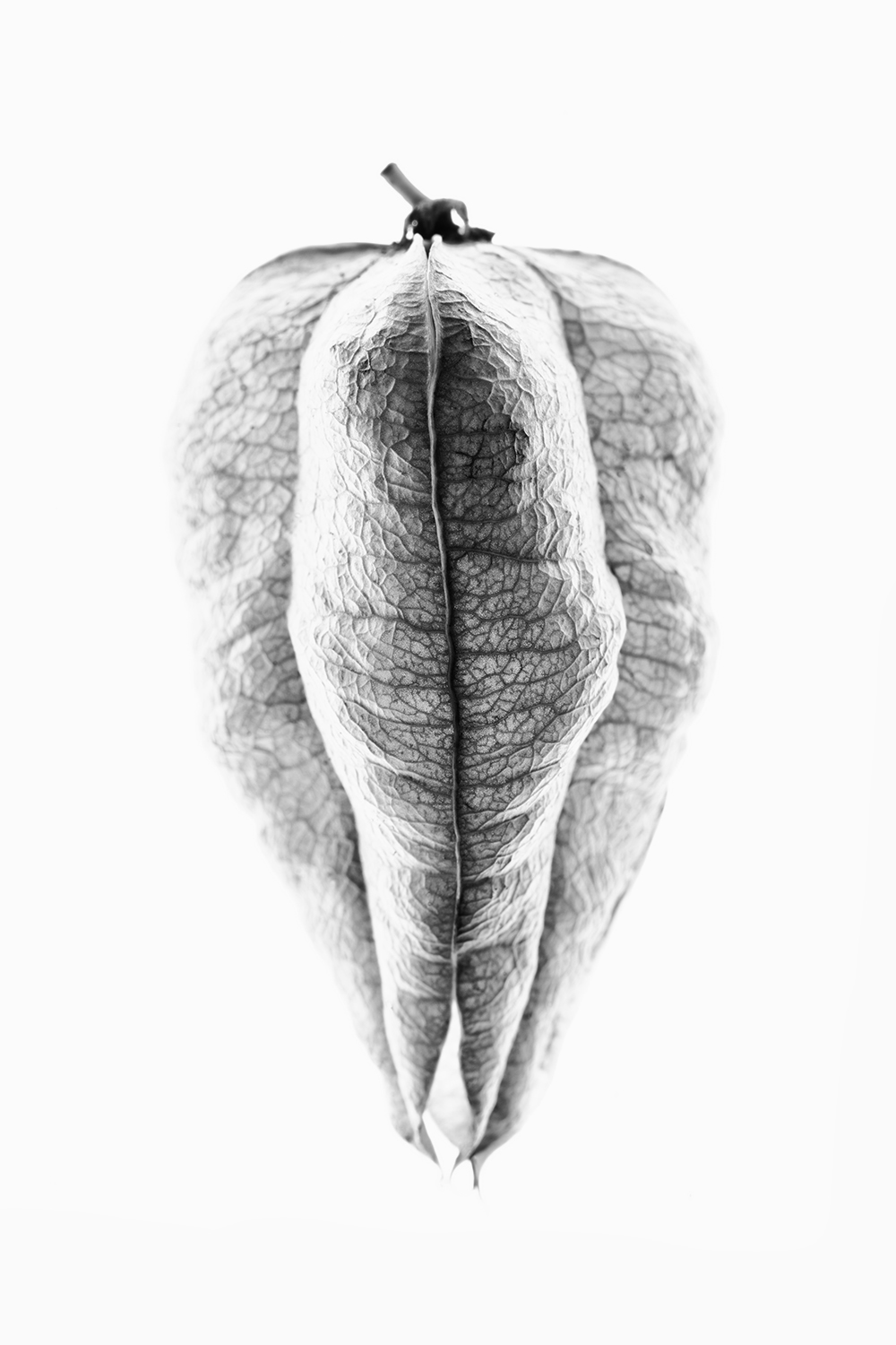 Black and white photograph of the seed pod of the Goldenrain Tree