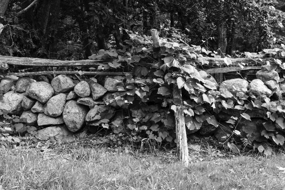 New England Fence Line with Vines: Black and White Landscape Photograph by Keith Dotson. Buy a fine art print.