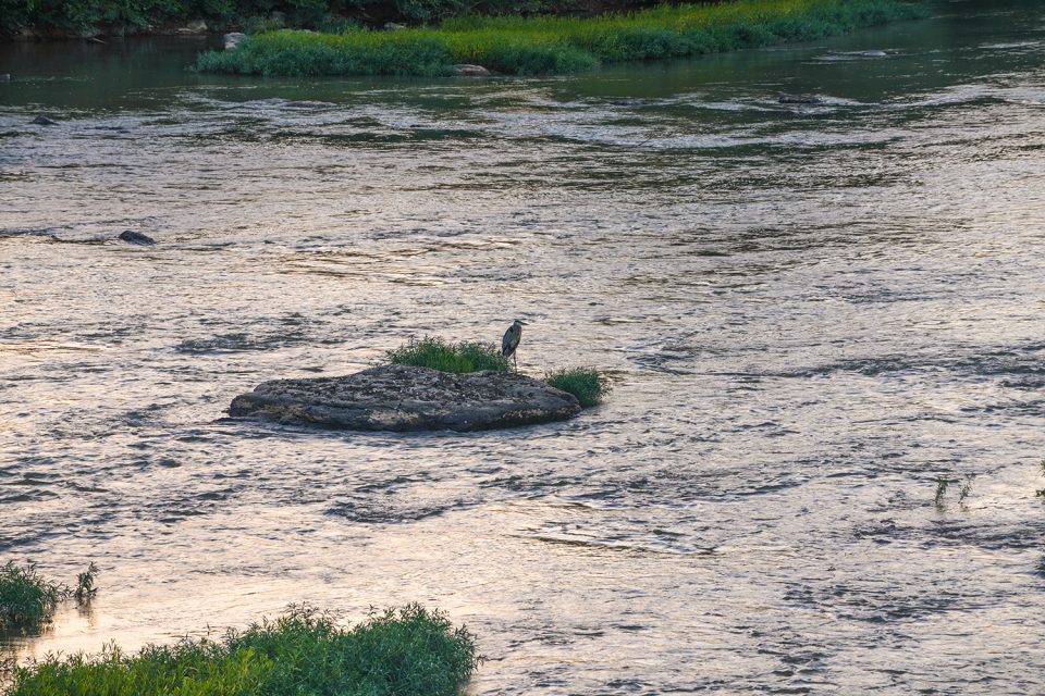 A blue heron stands on a rock in the midst of the San River is Danville, Virginia, near the site of the old Dan River Mill site. That building will soon be converted to apartments.