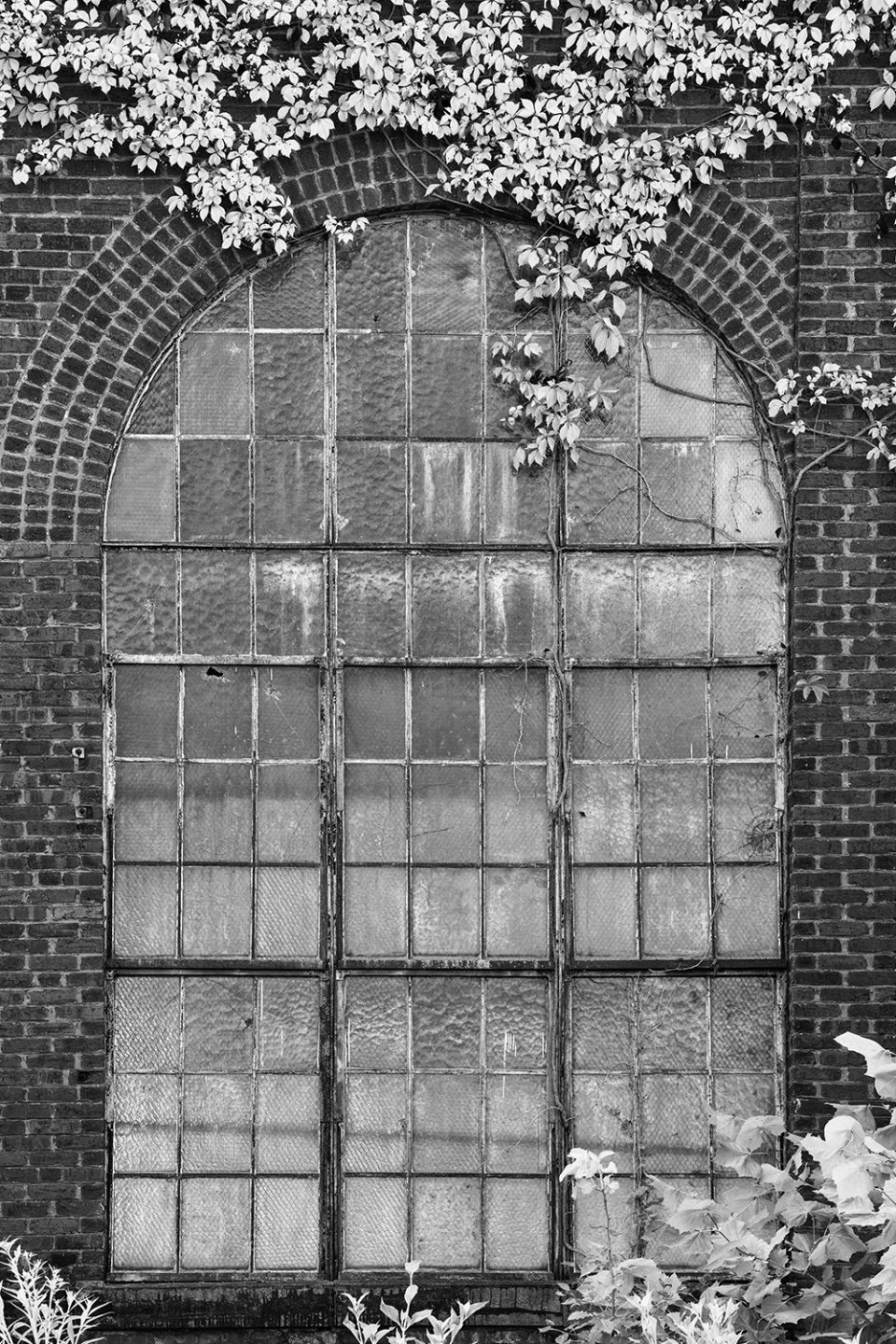 Old Industrial Windows with Ivy: Black and White Photograph by Keith Dotson. Buy a fine art print here.