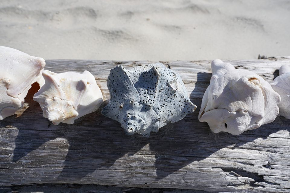 An assortment of shells found on the beach at Edisto Island, near Charleston.