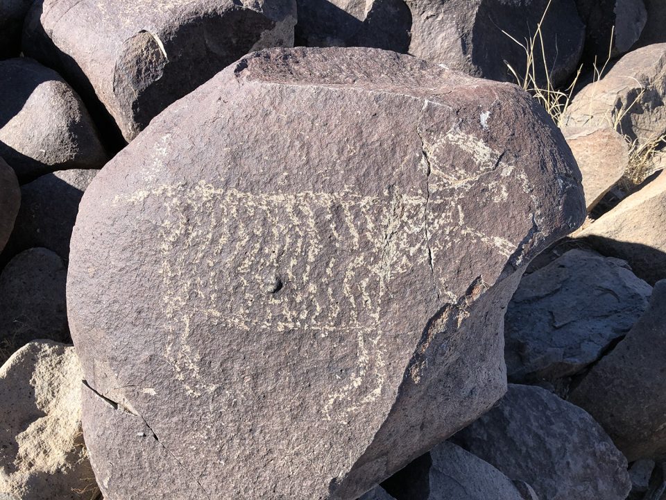 Carving representing a ram or goat at Three Rivers Petroglyph Site in New Mexico. Photograph by Keith Dotson. Copyright 2022.