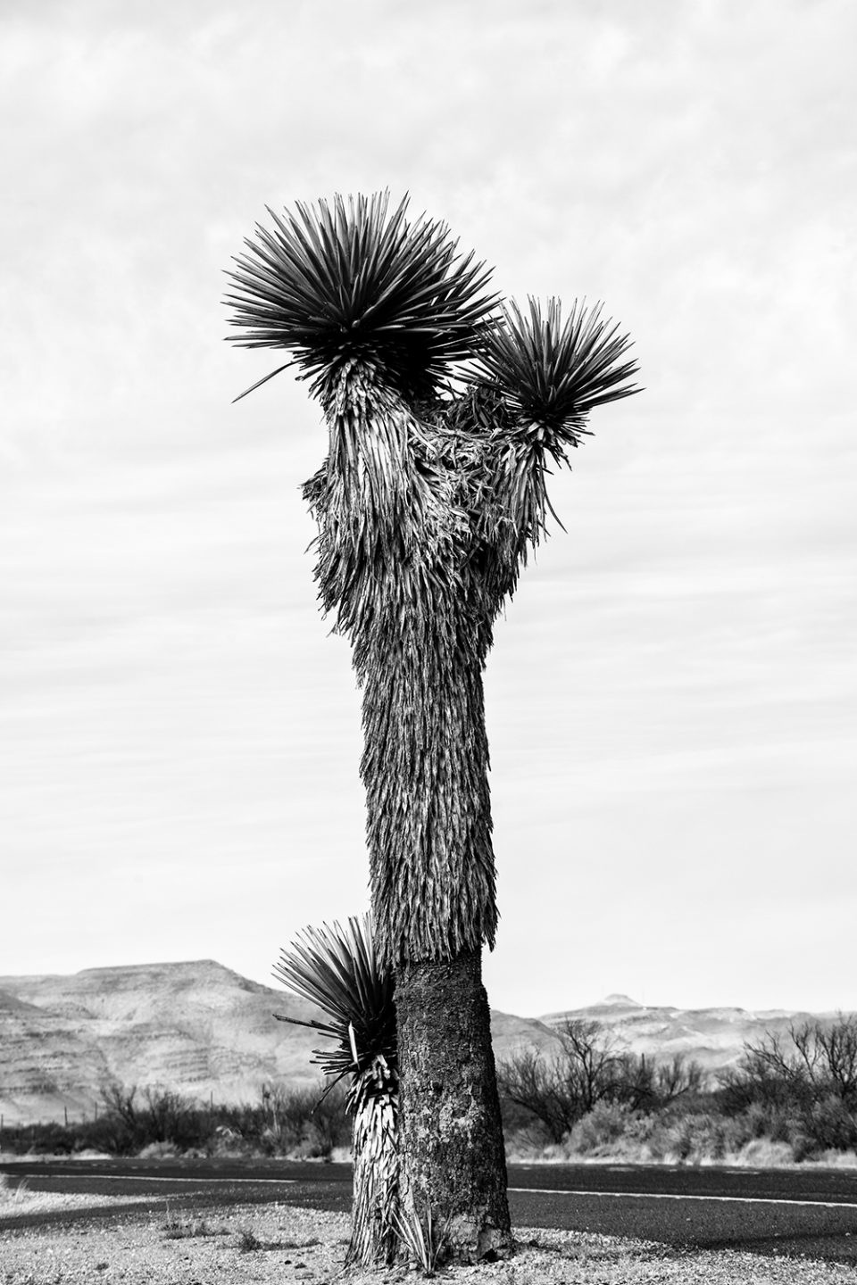 'Big Yucca on Highway 90 in West Texas,' black and white landscape photograph by Keith Dotson. Fine art prints available up to 40 x 60-inches.
