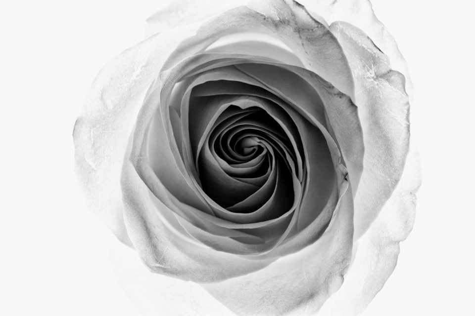 "White Rose on White Background" black and white photograph by Keith Dotson. Fine art prints are available here.
