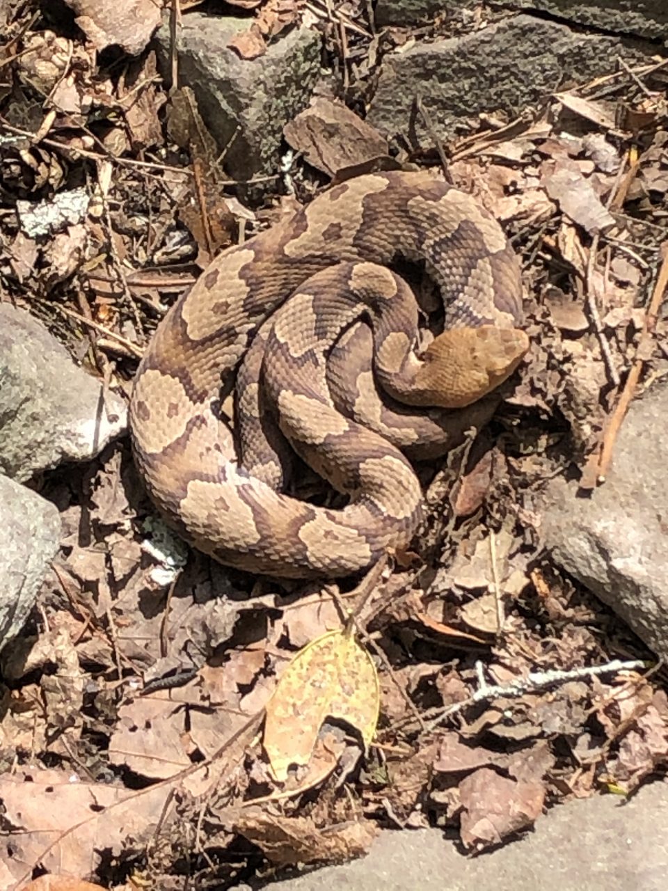 Copperhead snake lying in the sun near a hiking trail