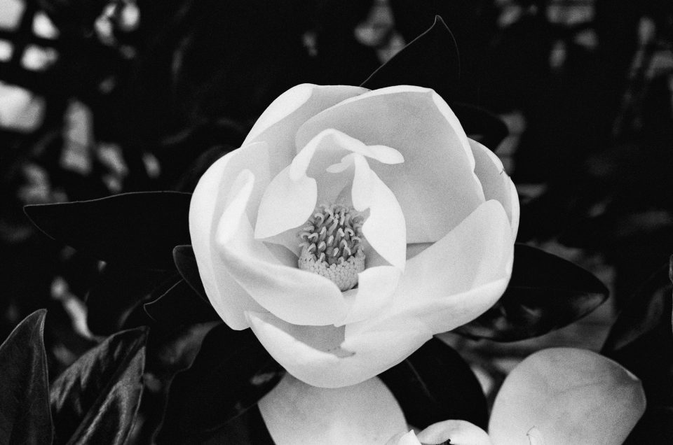 Photograph of a blossom on a magnolia tree by Keith Dotson. Shot on Kodak Tri-X black and white film using a 40-year-old Pentax K1000 camera and 50mm lens.