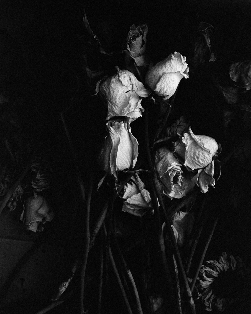 Photograph of a box of dead roses by Keith Dotson. Shot on Kodak Tri-X black and white film using a 40-year-old Pentax K1000 camera and 50mm lens.