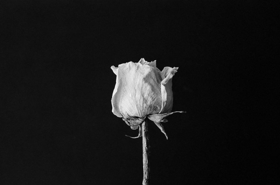 Photograph of a single dead rose by Keith Dotson. Shot on Kodak Tri-X black and white film using a 40-year-old Pentax K1000 camera and 50mm lens.